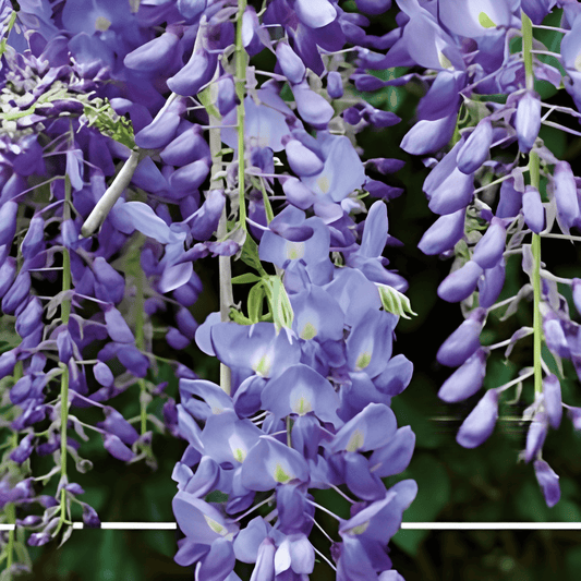 Wisteria Seeds Wisteria Sinensis Blue Rain Flowering Climber