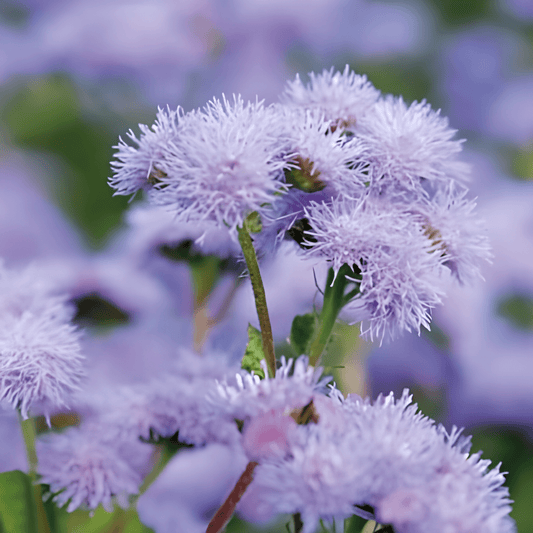 Ageratum Seeds Blue Mink Ageratum Houstonianum Annual Flowers