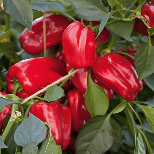 Sweet Pepper Seeds Redskin F1 Capsicum Annuum Compact Red Variety