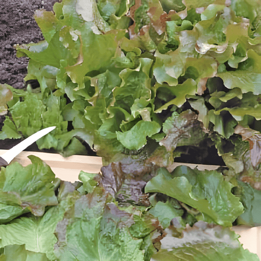 Leaf Lettuce Seeds Lactuca Sativa American Red Edge Variety