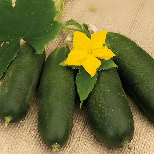 Pickle Hocus Cucumber Seeds Cucumis Sativus Productive Variety