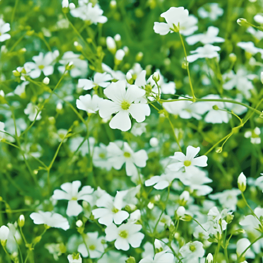 Baby's Breath Seeds Gypsophila Elegans White Flowers Annual