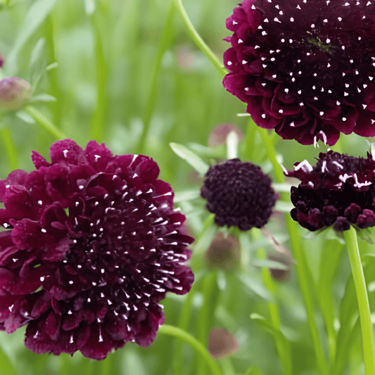 Scabiosa Seeds Deep Dark Purple Scabiosa Atropurpurea Annual