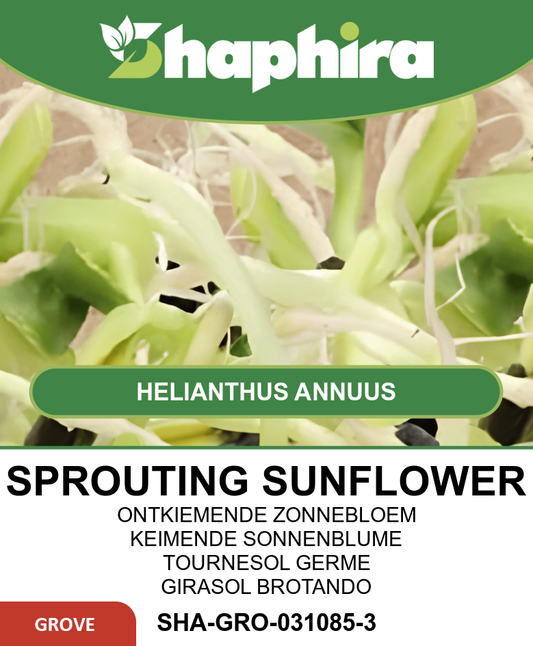 Organic Sprouting Sunflower Seeds Helianthus Annuus For Microgreens