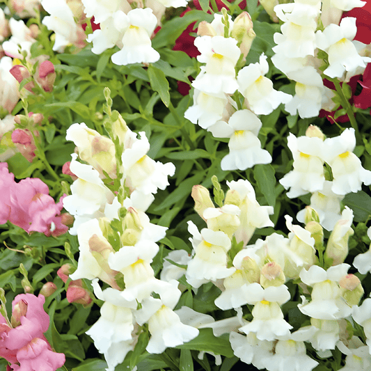 Snapdragon Tom Thumb Seeds Antirrhinum Majus Pumilum Mixed Flowers