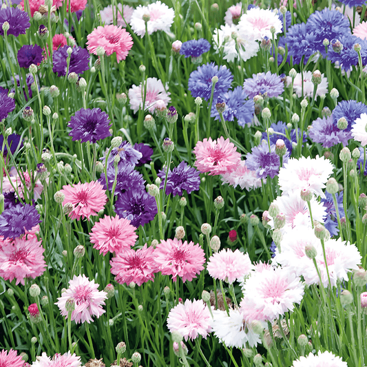 Cornflower Seeds Mixed Centaurea Cyanus Annual Cut Flower Seeds