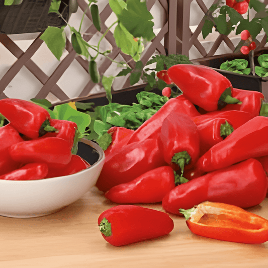 Snacking Red Paprika Seeds Capsicum Annuum Sweet Mini Vegetable