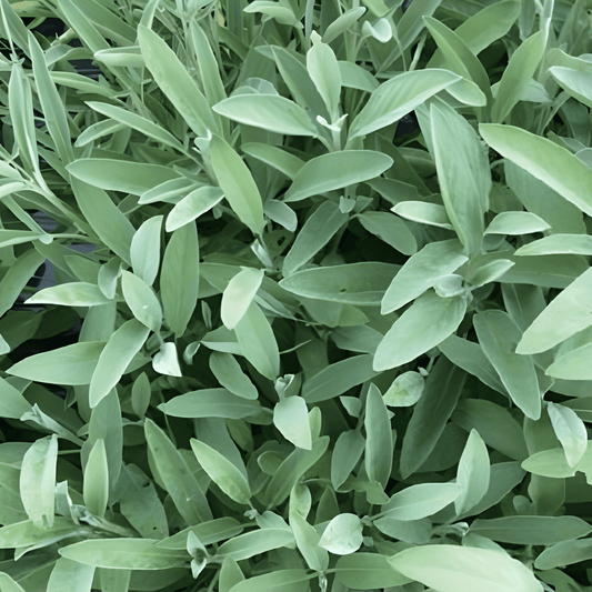 Sage Seeds Salvia Officinalis Culinary Herb Purple Flower Variety