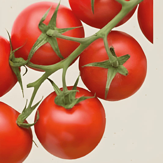 Organic Balcony Tomato Seeds Solanum Lycopersicum Koralik