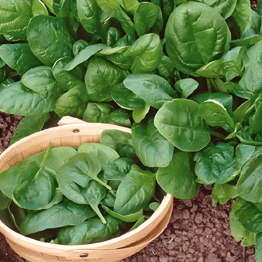 Spinach Seeds Nores Spinacia Oleracea Large Dark Green Leaves