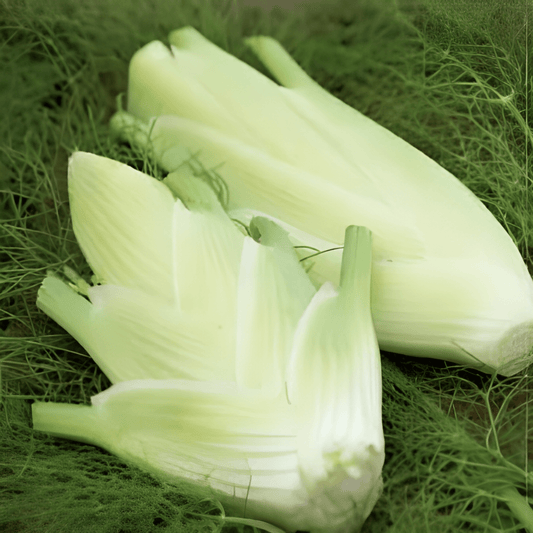 Fennel Seeds Foeniculum Vulgare Var Dulce Vegetable Herb Seeds