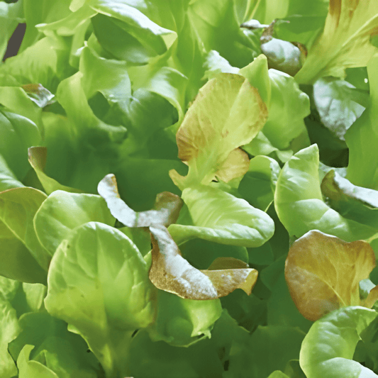 Microgreens Seeds Mixed Lettuce Lactuca Sativa Variety