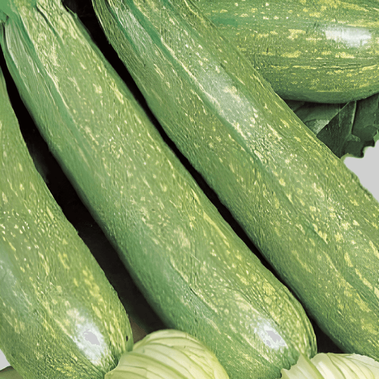 Zucchini Seeds Alberello Di Sarzana Cucurbita Pepo Bush Variety