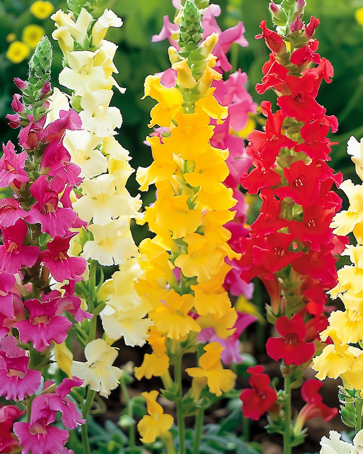 Tall Snapdragon Seeds Antirrhinum Majus Mixed Annual Flowers