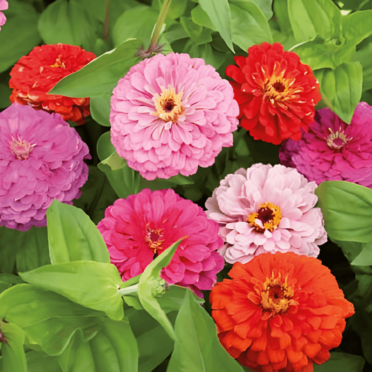 Zinnia California Giants Seeds Zinnia Elegans Large Double Flowers