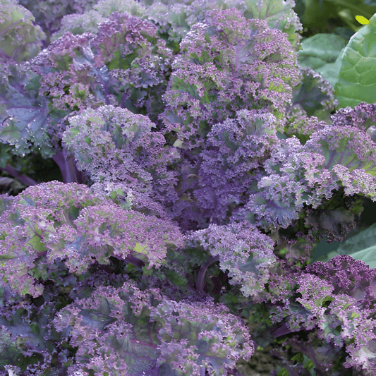 Purple Kale Seeds Brassica Oleracea Scarlet Curled Leaf Variety