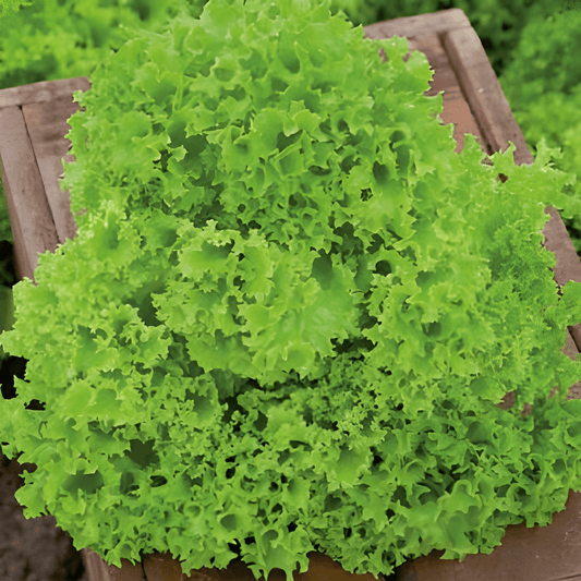 Curly Lettuce Seeds Lollo Bionda Lactuca Sativa Loose Leaf