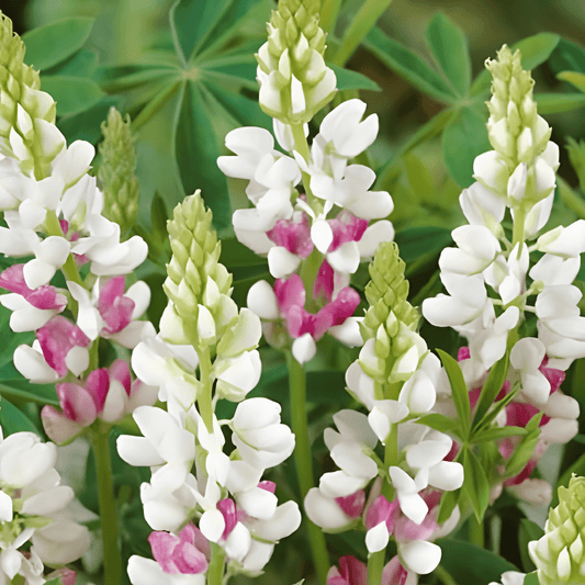 Lupine Pink Fairy Seeds Lupinus Elegans Double Flowering Variety