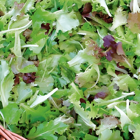 Mesclun Salad Mix Seeds Lactuca Sativa French Leafy Vegetable Mix