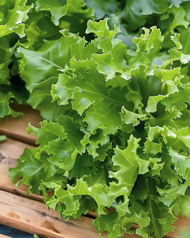 Endive Seeds Always White Cichorium Endivia Summer Cultivation