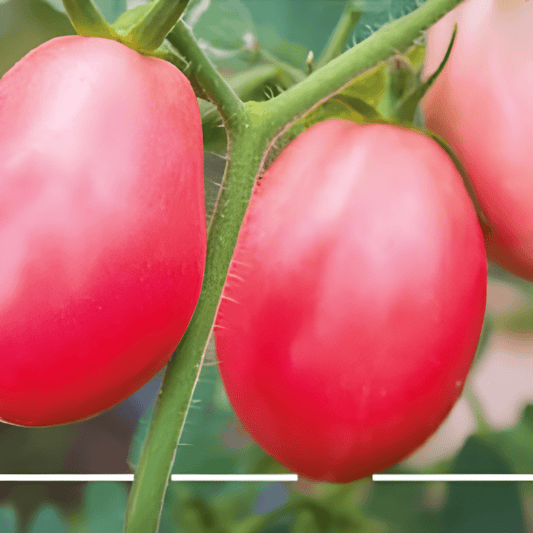 Pink Thai Egg Tomato Seeds Solanum Lycopersicum Oval Sweet Fruit