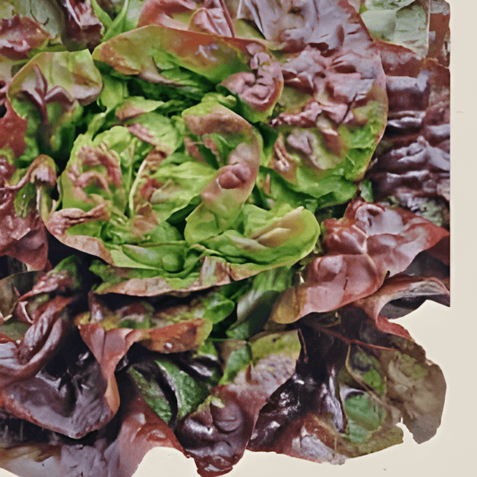 Organic Butterhead Lettuce Seeds Lactuca Sativa Wonder Of Four Seasons