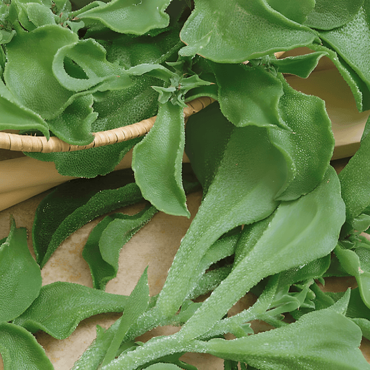 Ice Plant Seeds Mesembryanthemum Crystallinum Succulent Vegetable Seeds