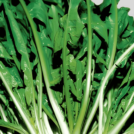 Chicory Seeds Cichorium Intybus L. Large Leaf Vegetable Seeds