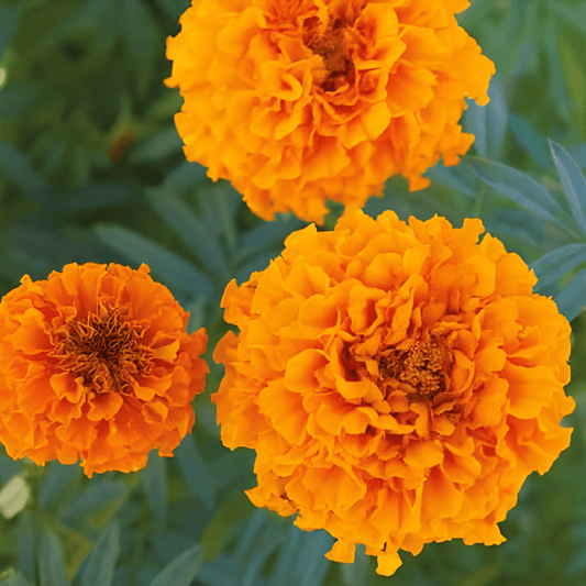 Tall African Marigold Seeds Tagetes Erecta Hawaii Orange