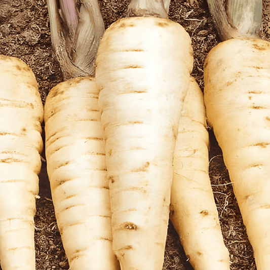 Parsnip Guernsey Pastinaca Sativa Vegetable Seeds
