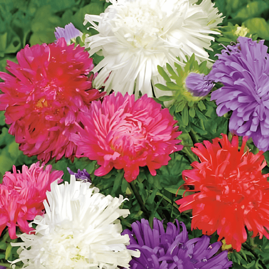Summer Aster Seeds Callistephus Chinensis Ostrich Feather Pastel Mix