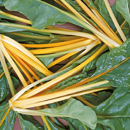 Swiss Chard Yellow Ornament Seeds Beta Vulgaris Vegetable Variety