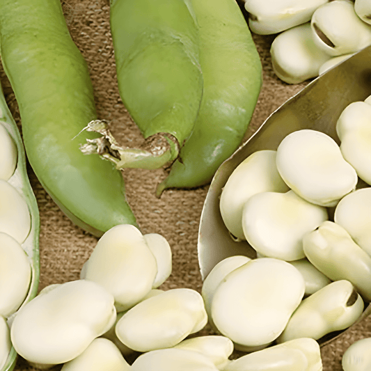 Broad Bean Seeds Vicia Faba Leiden Hangers 250 Grams