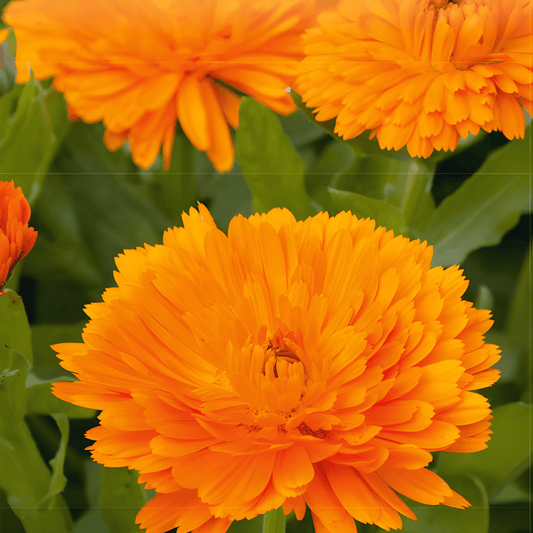 Calendula Seeds Orange King Calendula Officinalis Bright Orange Flowers