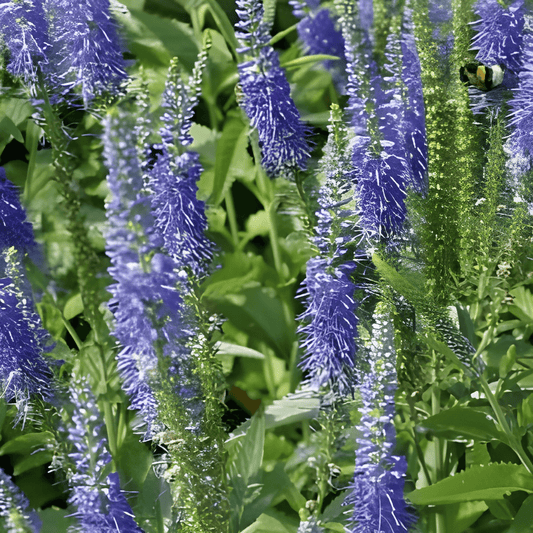 Veronica Spicata Seeds Erect Speedwell Blue Flower Seeds