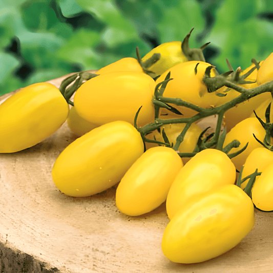 Snack Tomato Dattolime F1 Seeds Solanum Lycopersicum Sweet Flavor