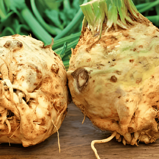 Celeriac Seeds Apium Graveolens Dolvi Variety Prague Giant