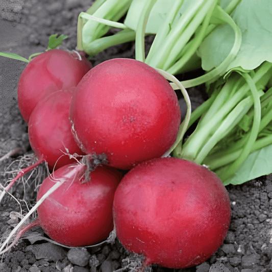 Radish Saxa Seeds Raphanus Sativus Easy Sowing Pellets