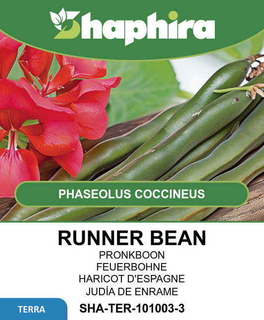 Bronze Runner Beans Seeds Phaseolus Coccineus Red Flowering