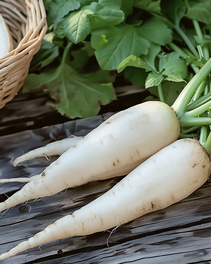 Radish Ice Cone Raphanus Sativus White Spicy Seeds
