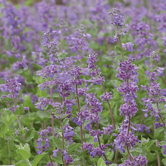 Catmint Seeds Nepeta Mussinii Herb For Butterflies And Bees