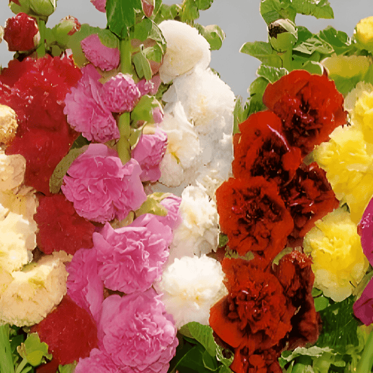 Hollyhock Seeds Althea Rosea Double Multicolor Flower Mix