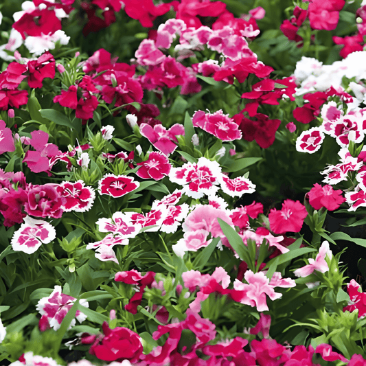 Thousand Beauties Dianthus Barbatus Mixed Flower Seeds
