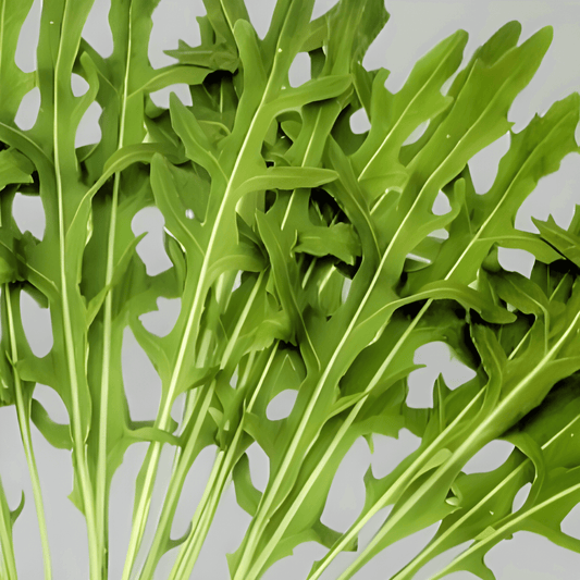 Wild Arugula Seeds Diplotaxis Tenuifolia Spicy Perennial Herb