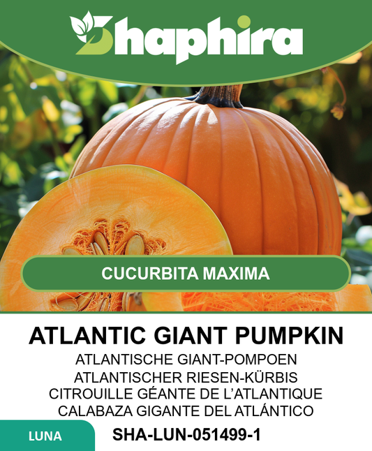 Atlantic Giant Pumpkin Seeds Cucurbita Maxima Giant Variety