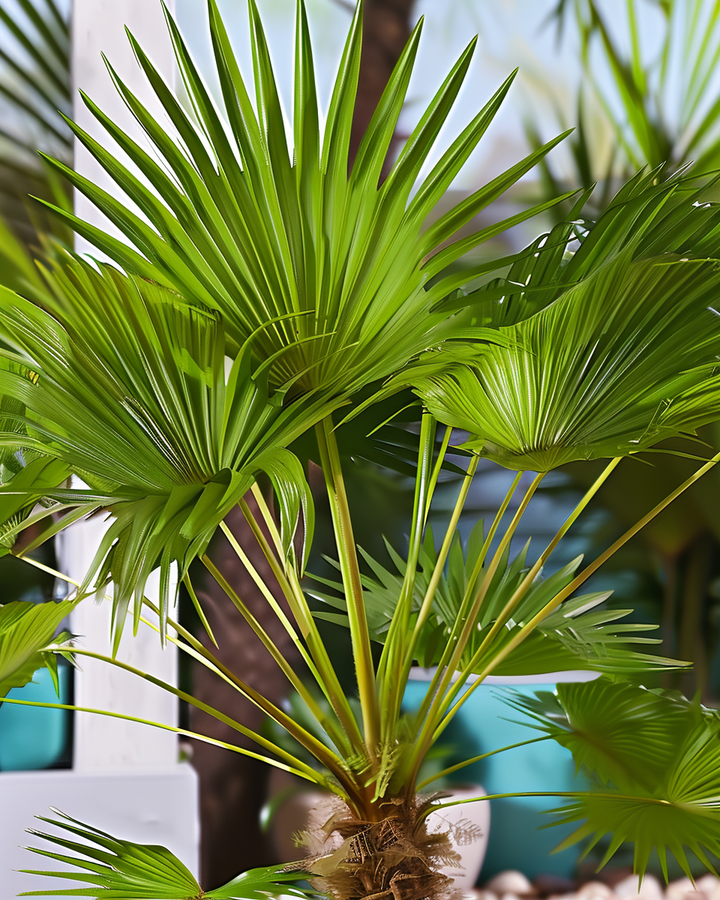 California Palm Seeds Washingtonia Filifera Tropical Fan Leaves
