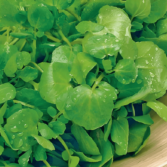 Watercress Seeds Nasturtium Officinale Spicy Herb Variety