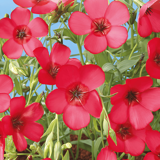 Red-Flowering Flax Seeds Linum Grandiflorum Annual Flowers