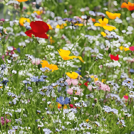 Wildflower Mix Seeds For Verges And Grass Edges Blooming Long
