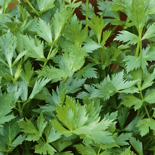 Winter Chervil Seeds Anthriscus Cerefolium Vertissimo Variety